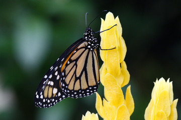 Danaus plexippus - Monarch butterfly 2
