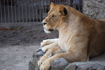 lion