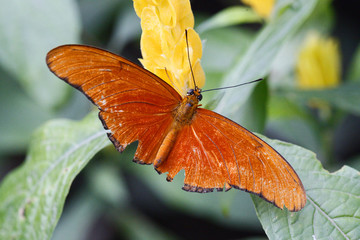 Dryas iulia - Julia Butterfly Hill 2