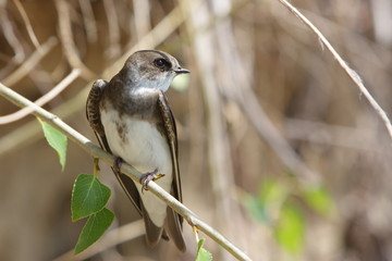 Swallow, Riparia riparia.