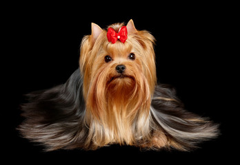 The Yorkshire Terrier on black background