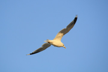 Möwe