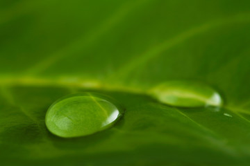 Water drops