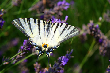 Nice detail of swallowtail