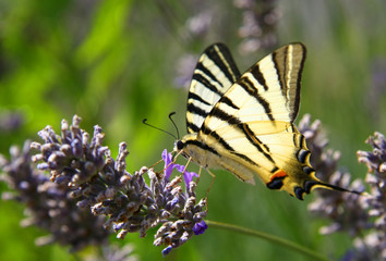 Swallowtail on the levander