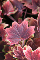 Red Leaves on flower