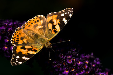 Painted lady on butterfly bush in summer