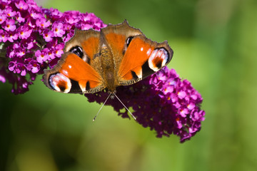 Peacock getting nectar from butterfly bush