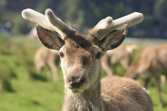 Karibu, ist das Wachstum des Geweihs abgeschlossen, fegt der Hirsch die  Basthaut an Baeumen und, Stock Photo, Picture And Rights Managed Image.  Pic. ZON-10830011