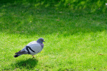 Isolated pigeon