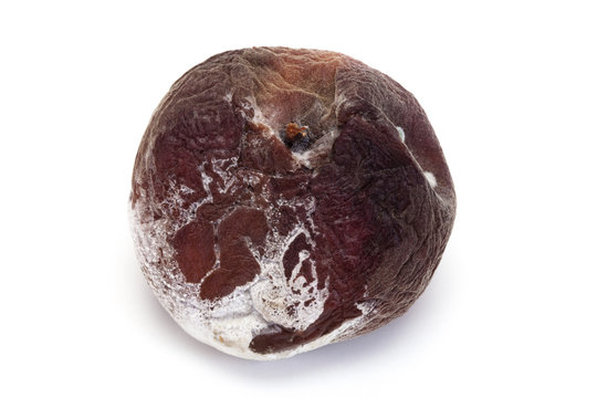 brugnon moisi