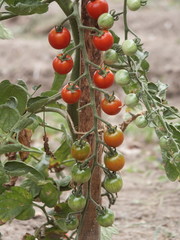 des tomates cerises mûrissant  sur un plant de tomates