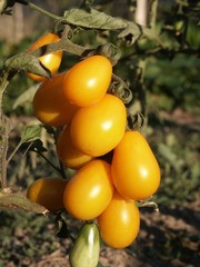 Une grappe de tomates poire jaune de variété 'Yellow Pearshape'