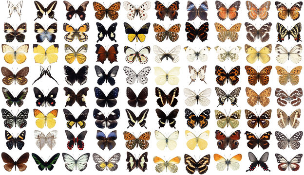 80 butterflies