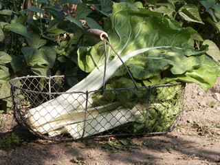 poirée dans un panier au jardin