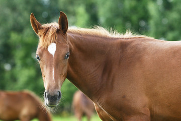 Obraz premium arab colt
