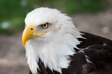 Foto op Canvas American bald eagle © Eishier