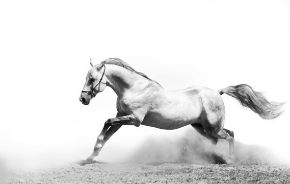 stallion in dust on white
