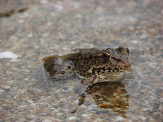 FROG