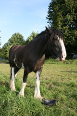 Fototapeta premium Shire Horse