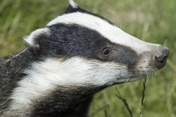 Badger out for an evening stroll