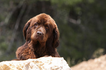 portrait du jeune terre-neuve marron de face regard tendre
