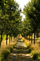 Tree lined path