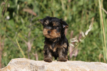Chiot Yorkshire immobile de face installé sur une pierre