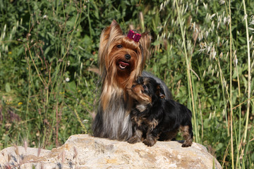Chiot Yorkshire terrier et sa mère juchés sur une pierre