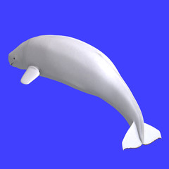 whitle female beluga whale