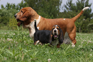 basset hound immobile de profil avec son chiot.amour