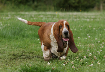 Search Photos Hush Puppies