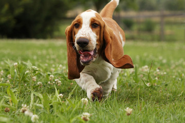jeune basset hound courant de face en campagne.vitalité
