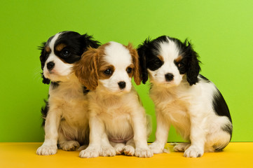 King Charles Spaniel puppy on a green and yellow  background
