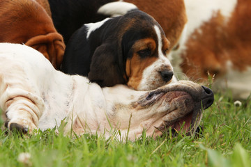 bisou et calin entre deux basset hound en campagne.famille
