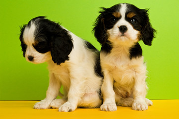 King Charles Spaniel puppy on a green and yellow  background
