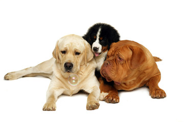 Labrador, mastiff and bernese.