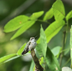 Ruby-throated Hummingbird (Archilochus colubris)