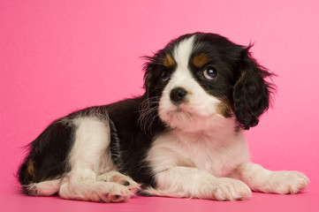 King Charles Spaniel puppy on a pink background