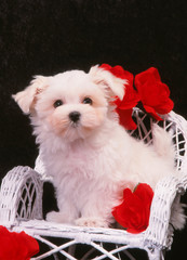 bichon maltais assis sur un fauteuil en osier -romantisme