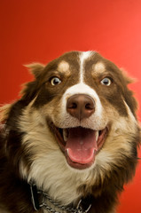 Border Collie dog on a red background