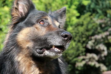 Deutcher Schäferhund