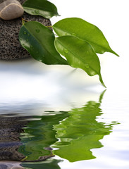 feuilles de ficus sur galets