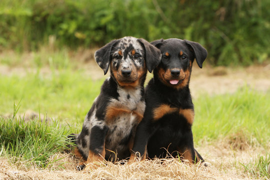 2 012 Best Beauceron Images Stock Photos Vectors Adobe Stock