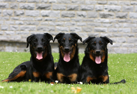 trois bergers de beauce adultes asolument identiques