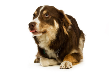 Border Collie dog isolated on a white background
