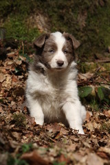 chiot border collie assis de face en automne