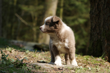 chiot border collie seul sur un chemin en forêt