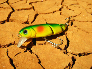 fishing bait to catch perch