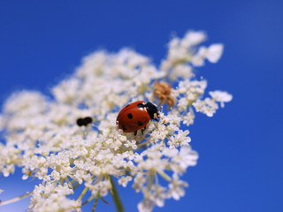 Obraz premium ladybeetle on blossom